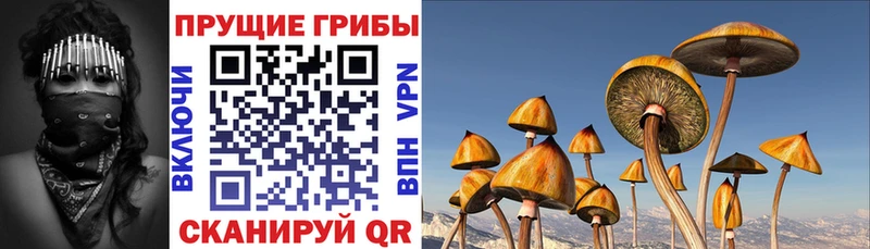 Псилоцибиновые грибы мицелий Бузулук